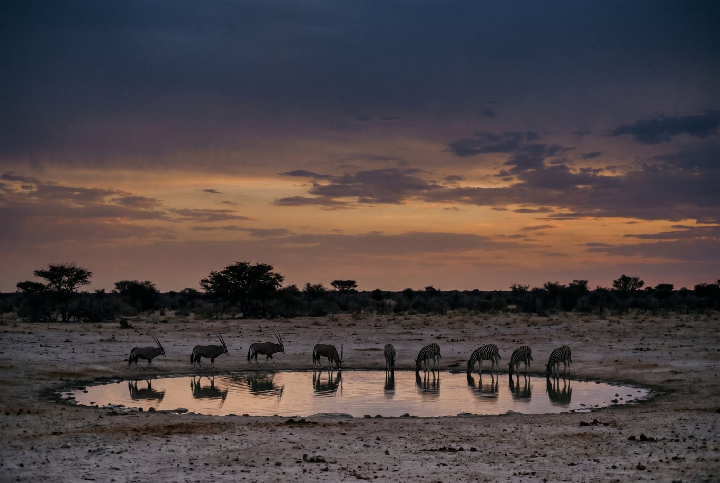 Etosha-style waterhole with zebra and oryx at dusk